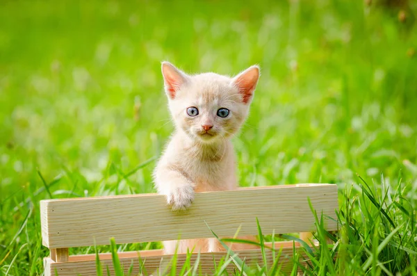 kitten in the wooden box