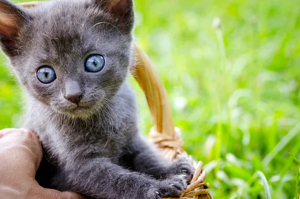 Gatinho sentado em uma cesta — Fotografia de Stock