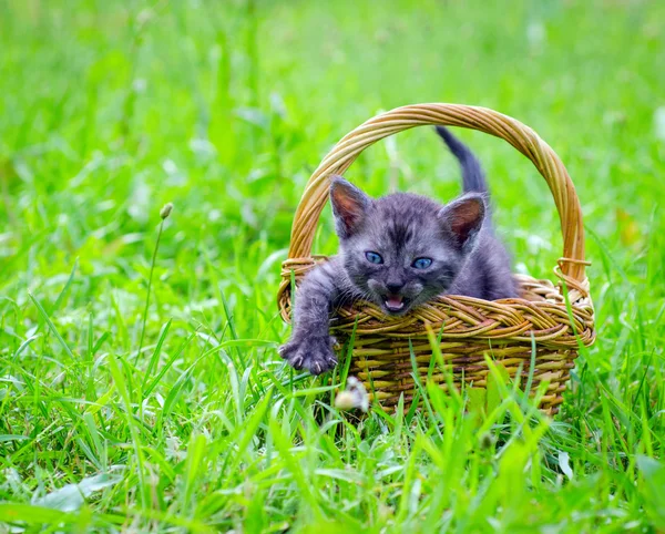 Gatito sentado en una cesta — Foto de Stock