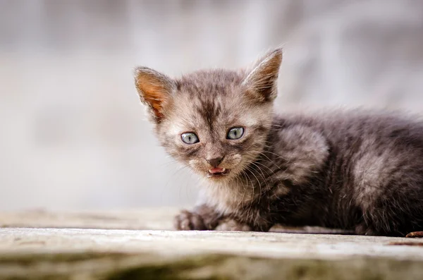 Mignon petit chaton — Photo