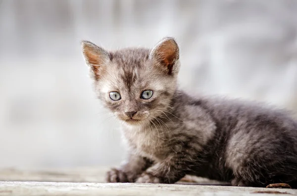 Mignon petit chaton — Photo