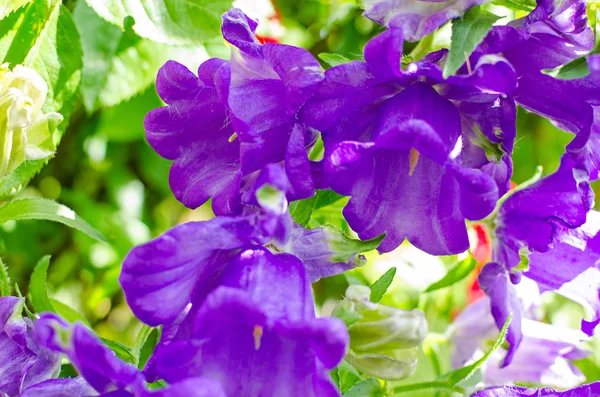 Campana viola fiore — Foto Stock