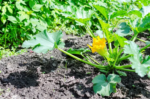 Zucchine fiore giallo — Foto Stock