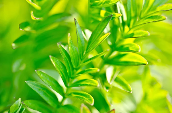 Gröna blad bakgrund — Stockfoto