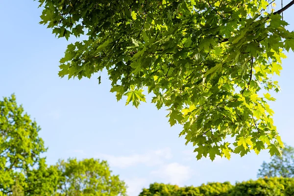 Blå himmel med bladverk — Stockfoto