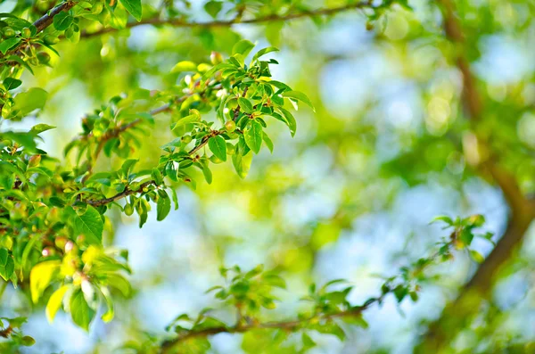 Folhas verdes fundo — Fotografia de Stock