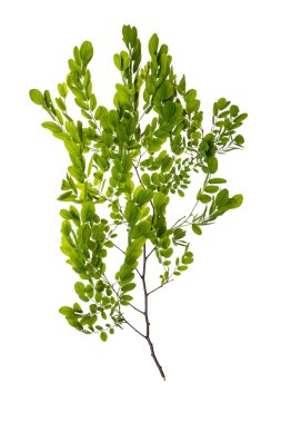 Yeşil yapraklı dal