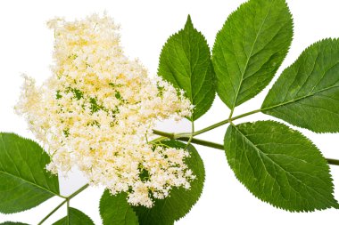 Yeşil yapraklı dal