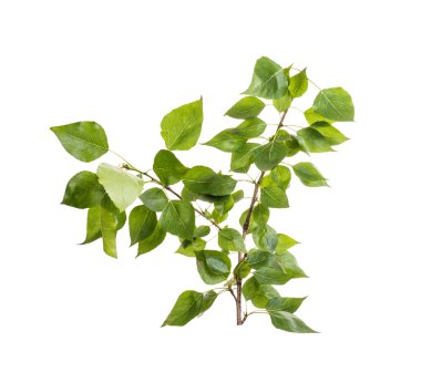 Yeşil yapraklı dal