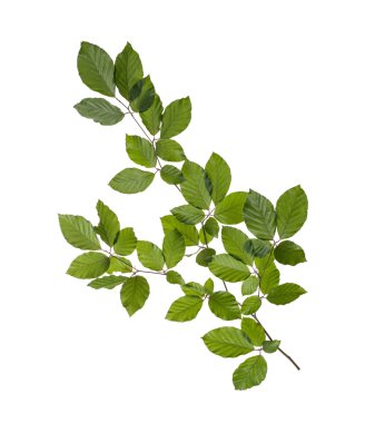 Yeşil yapraklı dal