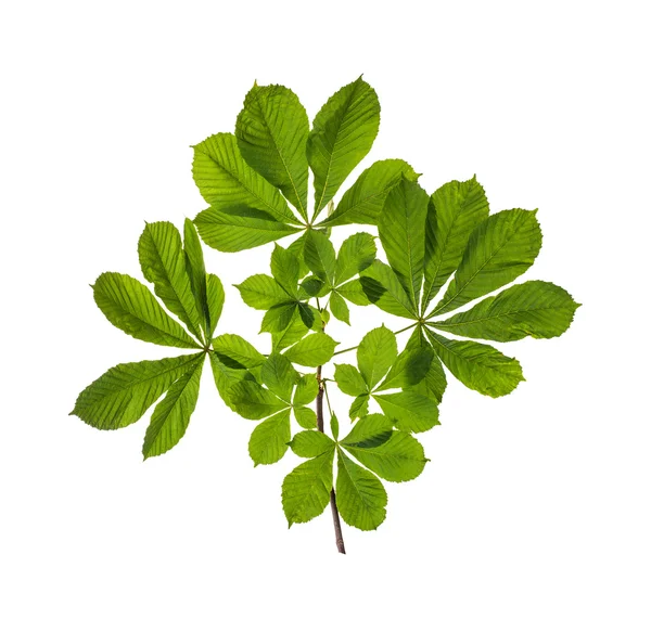 Gałąź z zielonymi liśćmi — Zdjęcie stockowe
