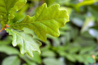 yeşil meşe yaprakları