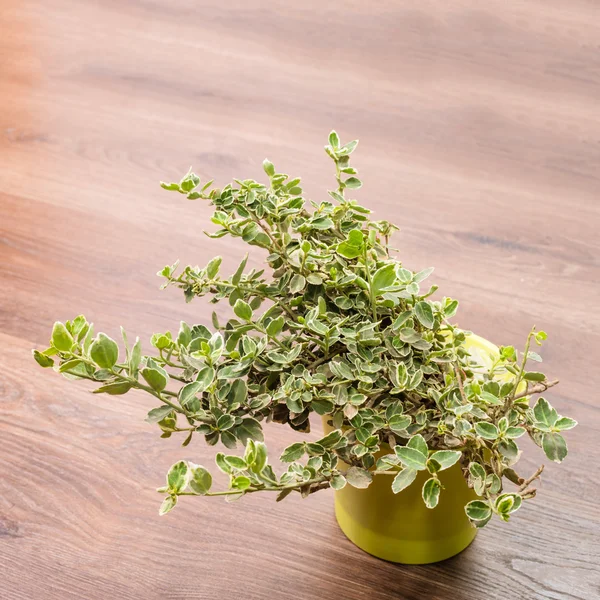 Planta em casa em vaso — Fotografia de Stock