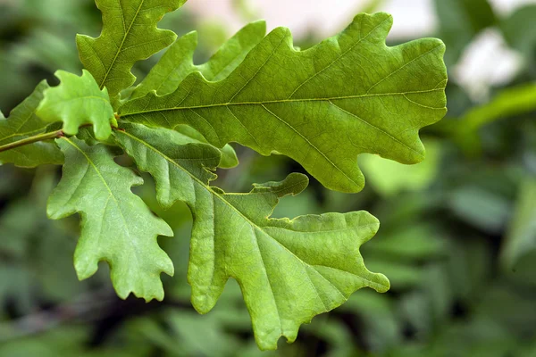 Green oak leaves — Stock Photo, Image