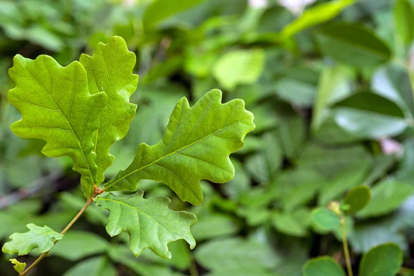緑のカシの葉 — ストック写真