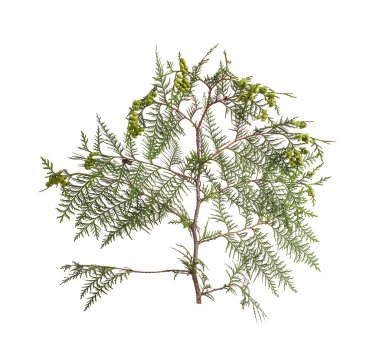 Yeşil yapraklı dal