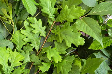 Birçok yaprak yeşil