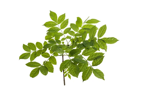 Branch with green leaves — Stock Photo, Image