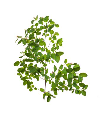 Yeşil yapraklı dal