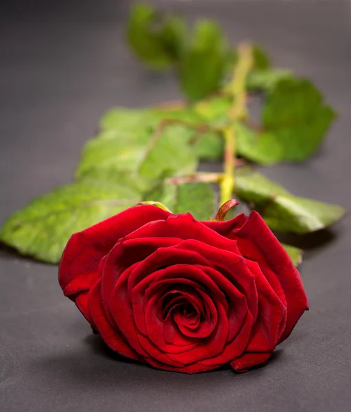 Uma bela rosa — Fotografia de Stock