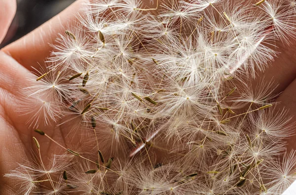 Paardebloem zaden op handen — Stockfoto