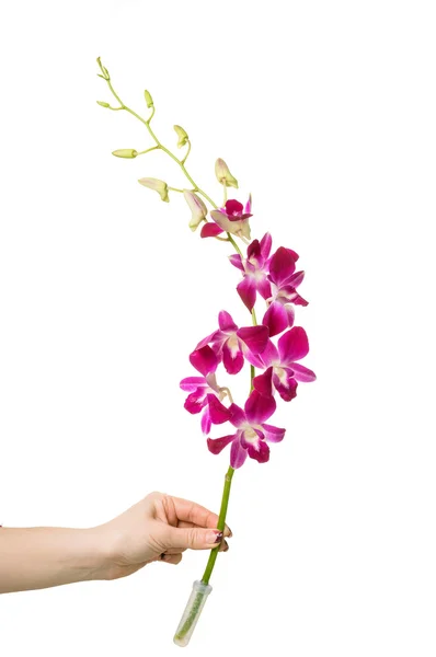 Orquídea roxa ramificada — Fotografia de Stock