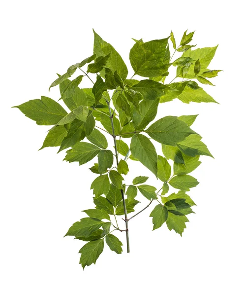 Větev se zelenými listy — Stock fotografie