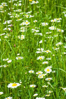 Alandaki beyaz camomiles