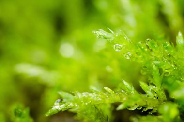 Yeşil yosun ve yaprak