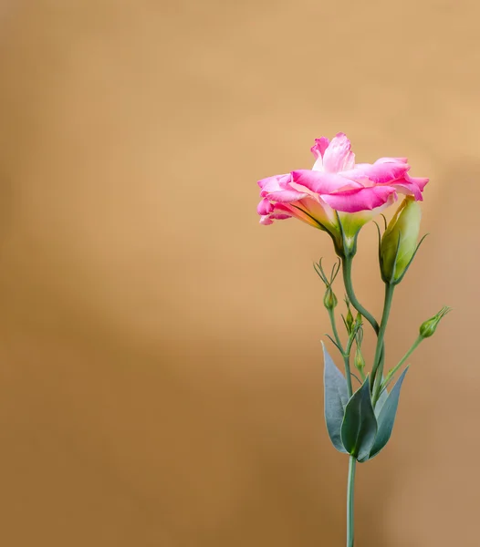아름 다운 핑크 eustoma — 스톡 사진