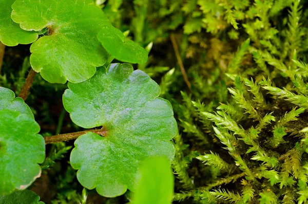 Mousse verte et feuille — Photo