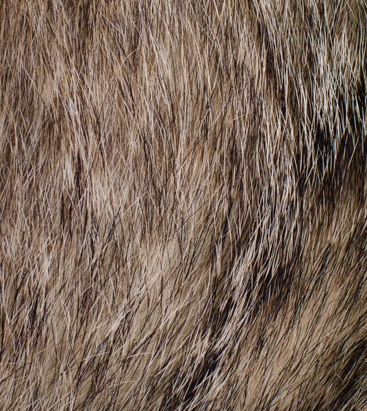 Animal nature fur — Stock Photo, Image