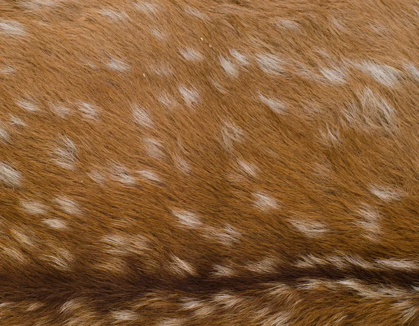 Dierlijke natuur bont — Stockfoto