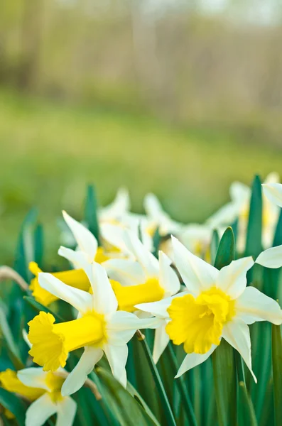 Narcissen bloesem op tuin — Stockfoto