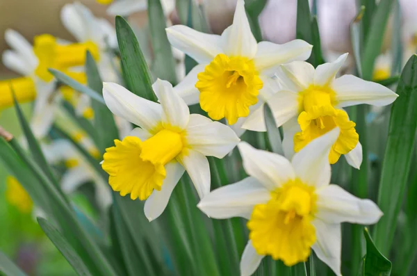 庭に水仙の花 — ストック写真