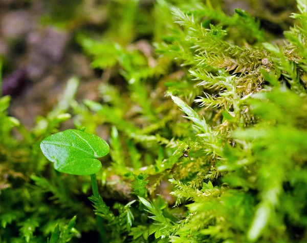 Musgo verde e folha — Fotografia de Stock