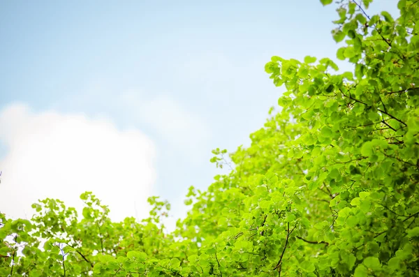 Weelderig loof van de bomen — Stockfoto