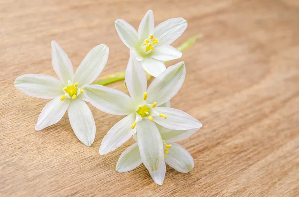 Blossom of ornithogalum closeup — Stock Photo, Image