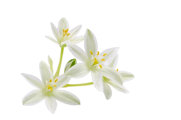 Květinka Snědek na bílém pozadí — Stock fotografie