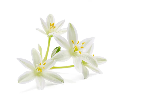 Blossom of ornithogalum on white — Stock Photo, Image