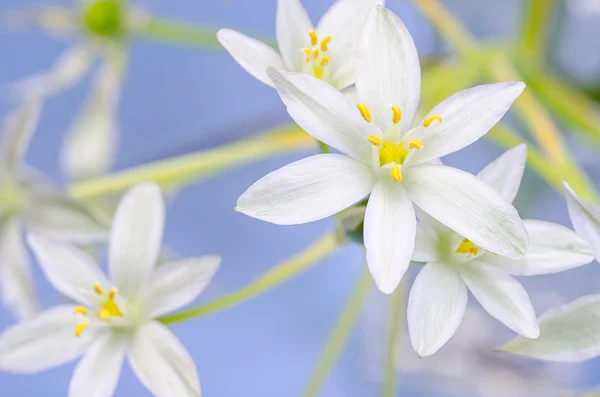 Blossom of ornithogalum on blue — Stock Photo, Image