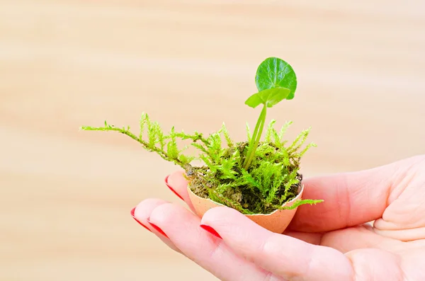 Grön mossa och blad i shell — Stockfoto