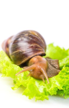 Salyangoz bir salata yaprağı üzerinde