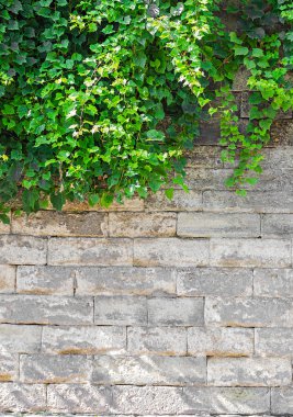 Sarmaşıklı eski tuğla duvar