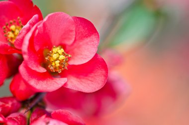 ağaç üzerinde kırmızı çiçeği