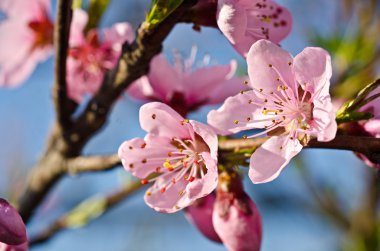 Ağaç üzerinde pembe çiçeği