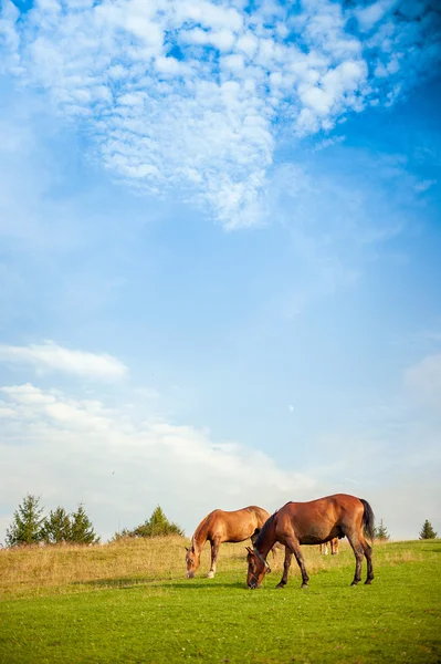 Pferd weidet auf einer Weide — Stockfoto