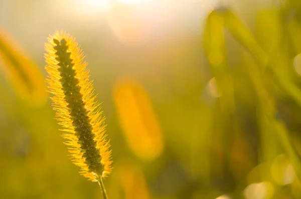 Herbe sur le terrain à la lumière du soleil — Photo