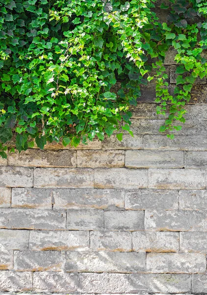 Gammal tegelvägg med murgröna — Stockfoto