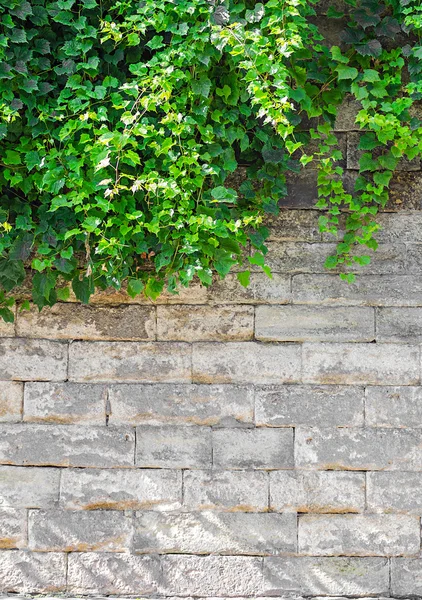 Vieja pared de ladrillo con hiedra —  Fotos de Stock